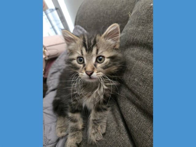 Max - Domestic Long Hair