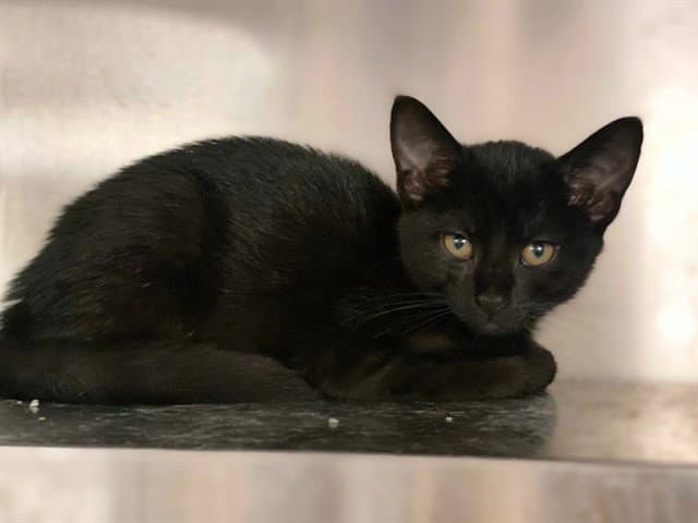 Katniss - Domestic Short Hair