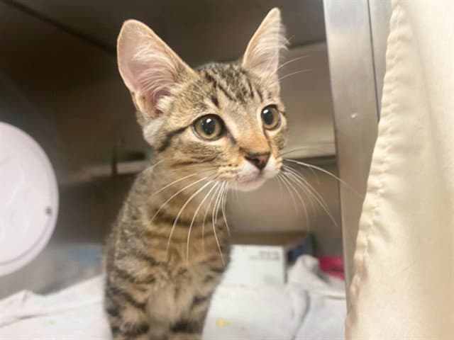 Filet'ofish - Domestic Short Hair