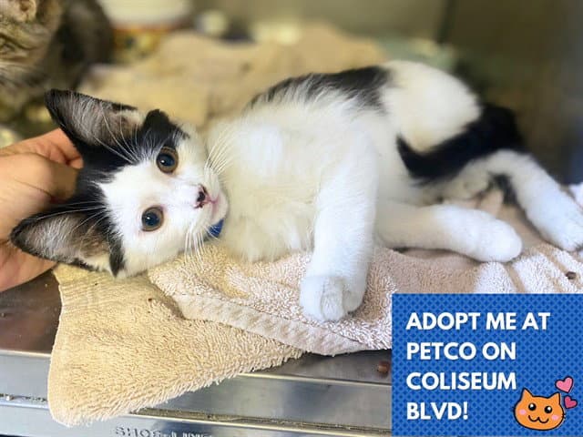 Pluto - Domestic Medium Hair