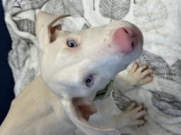 Benji image 1