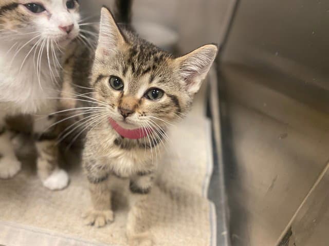 Waffles - Domestic Short Hair