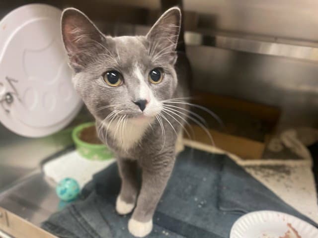 Tess - Domestic Short Hair