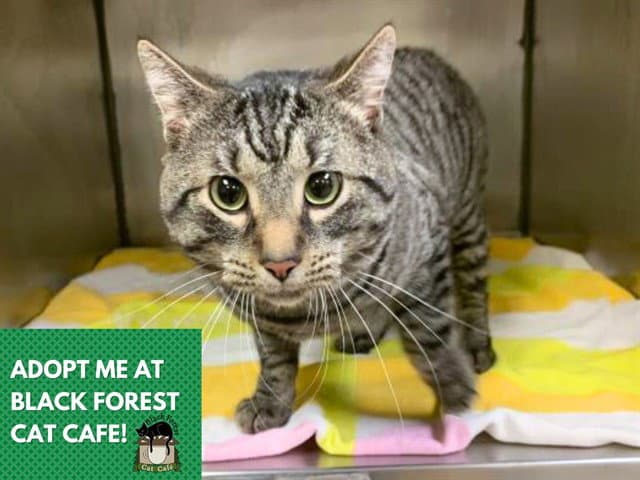 Trigger - Domestic Short Hair