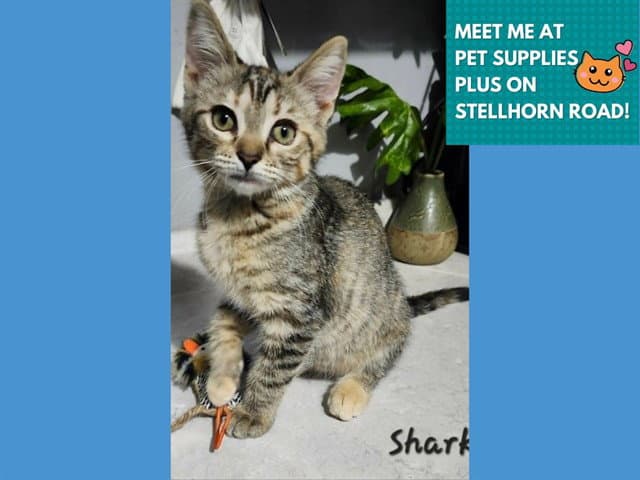 Shark - Domestic Short Hair