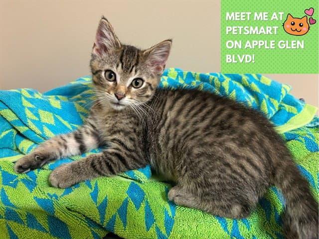 Jelly - Domestic Short Hair