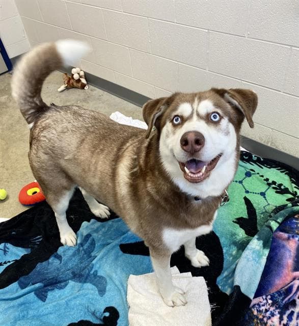Beanie - Siberian Husky