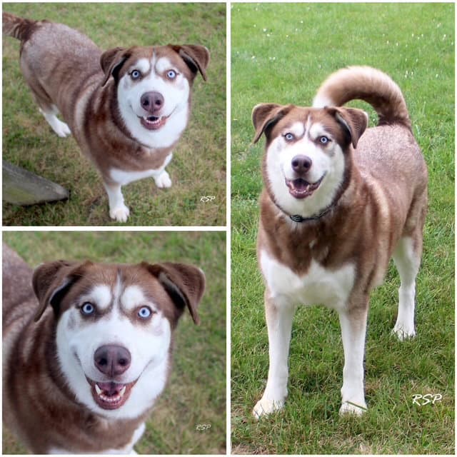 Beanie - Siberian Husky