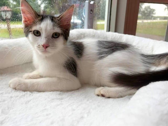 Casherina - Domestic Short Hair