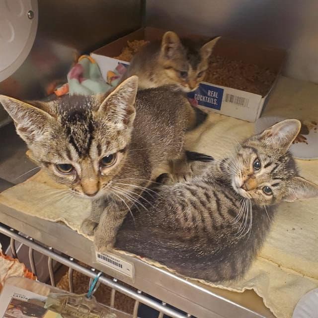 Taradiddle - Domestic Short Hair