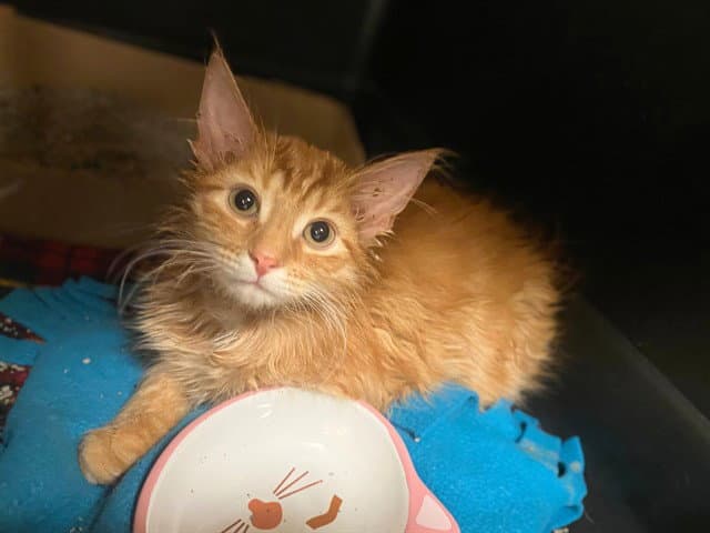 Ember - Domestic Medium Hair
