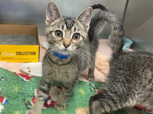 Luigi - Domestic Short Hair