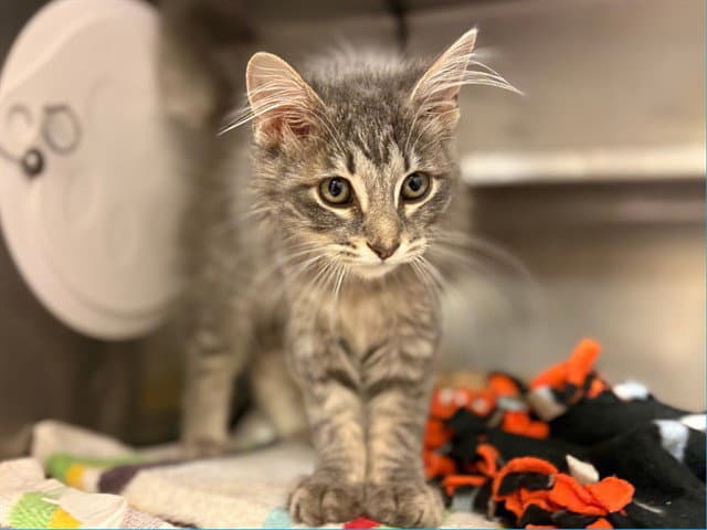 Milldred - Domestic Medium Hair