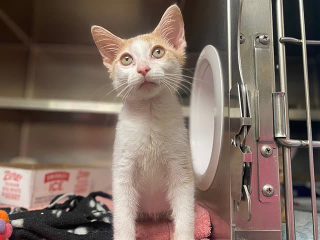 Dennis - Domestic Short Hair