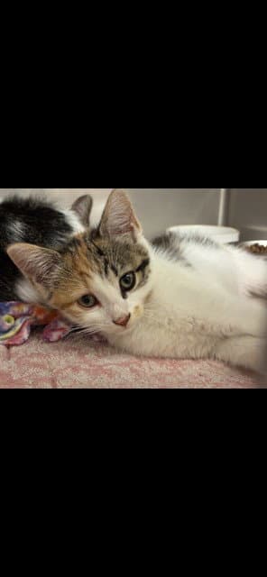 Della - Domestic Short Hair