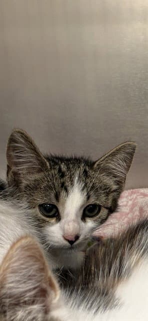 Denver - Domestic Short Hair