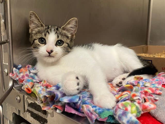 Denver - Domestic Short Hair