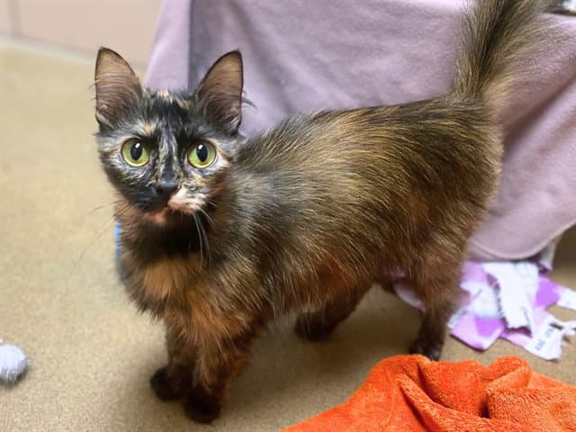 Caramel - Domestic Medium Hair