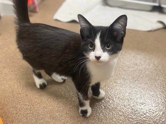Meadow - Domestic Short Hair