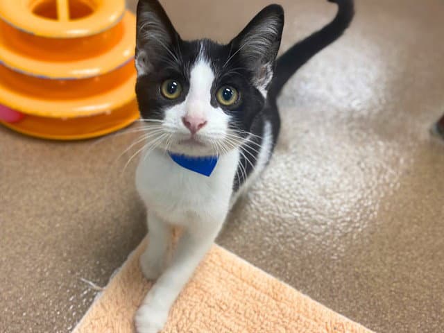 River - Domestic Short Hair
