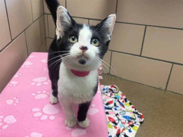 Pebble - Domestic Short Hair