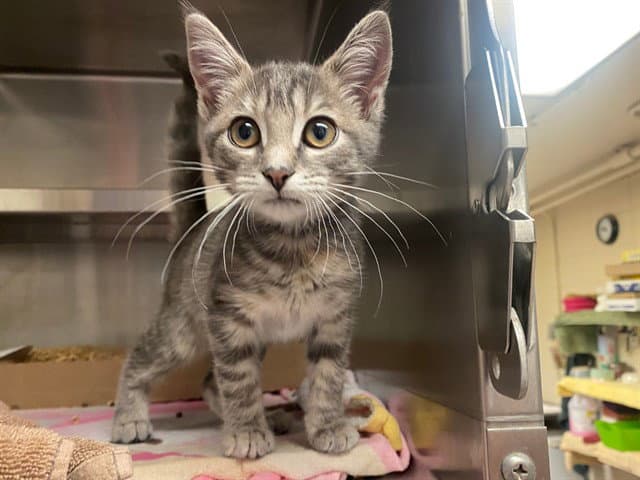 Trixie - Domestic Short Hair