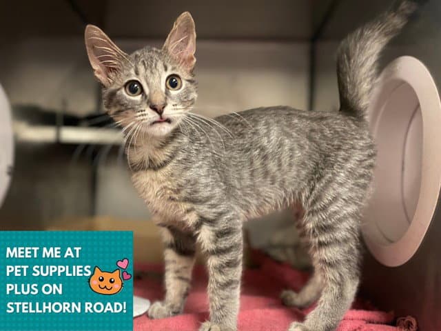 Jesse - Domestic Short Hair
