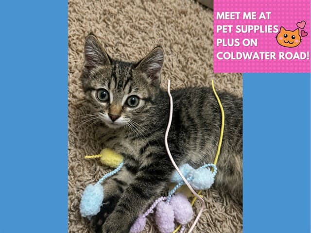 Skippy - Domestic Short Hair