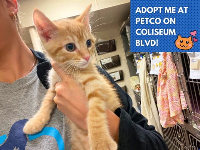 Shrimp Biscuit - Domestic Medium Hair