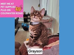 Grayson image 1