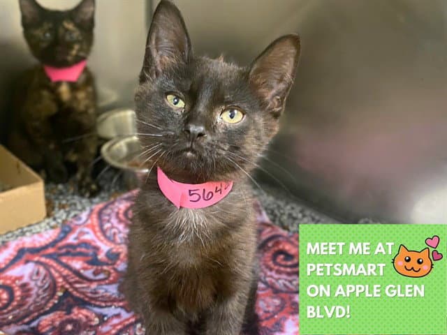 Sabrina - Domestic Short Hair