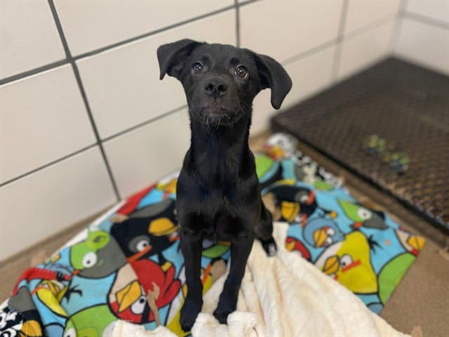 Electric Boogaloo - Labrador Retriever