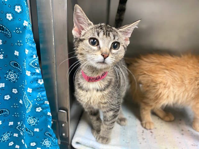 Emmet - Domestic Short Hair