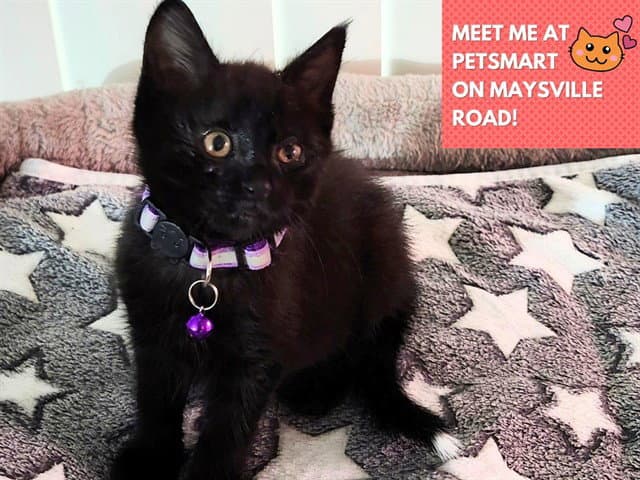 Sedona - Domestic Short Hair
