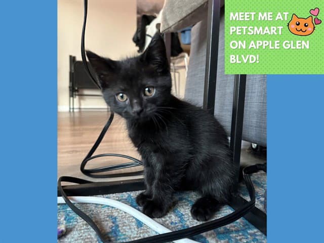 Neo - Domestic Short Hair