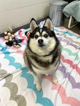 Yuki image 1