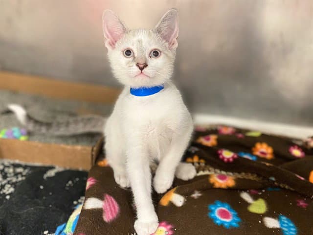 Marshmellow - Domestic Short Hair