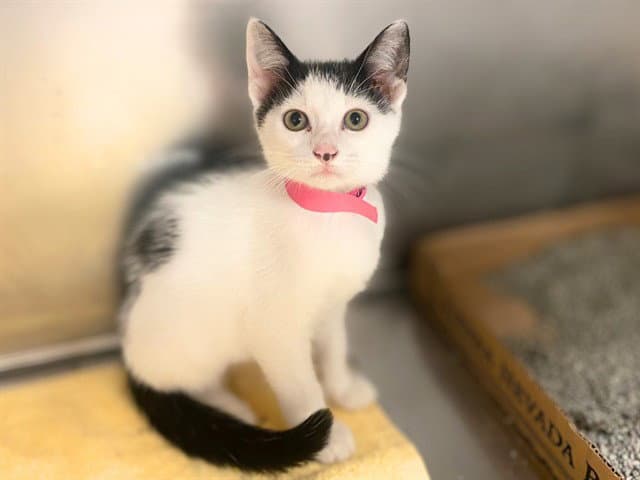 Luna - Domestic Short Hair