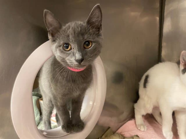 Madeline - Domestic Short Hair