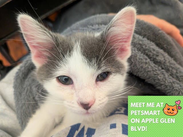 Opal Marie - Domestic Short Hair