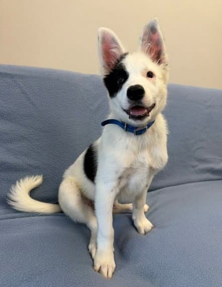 Chico - Border Collie