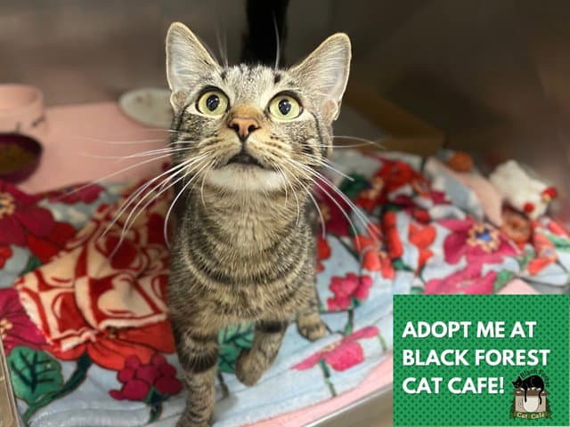 Madison - Domestic Short Hair