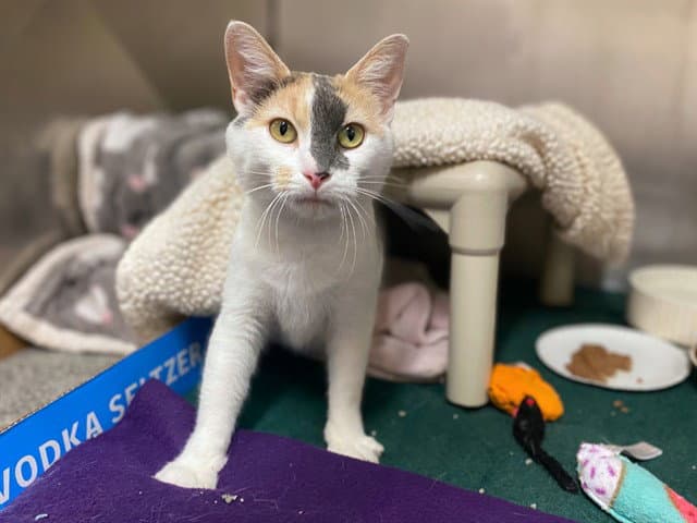 Sidney Lou - Domestic Short Hair