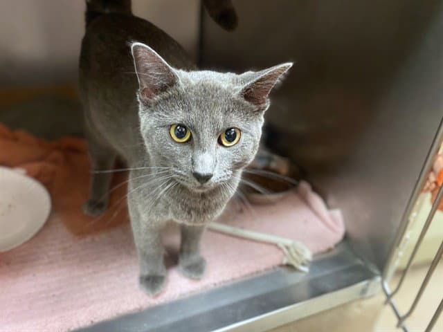 Francis - Domestic Short Hair