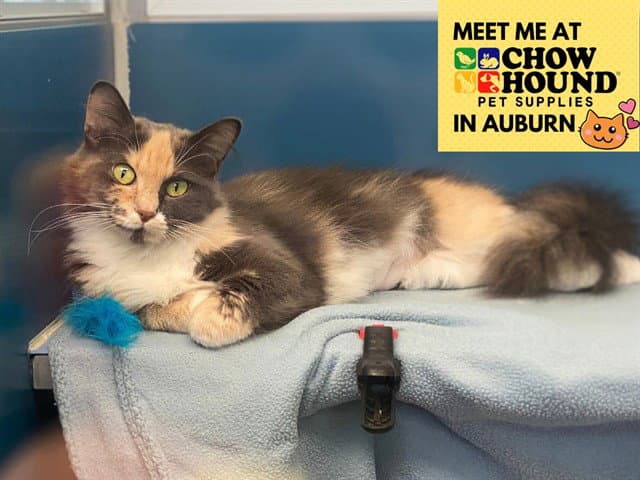 Smokey Mist - Domestic Medium Hair