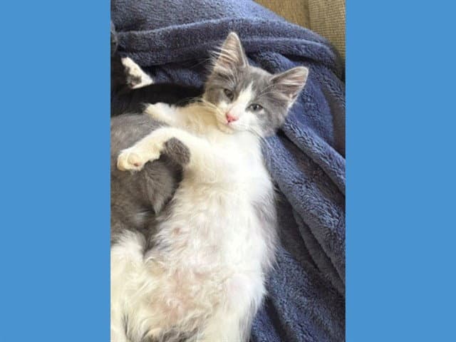 Lex - Domestic Medium Hair