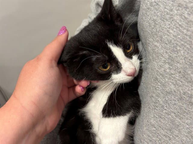 Socks - Domestic Short Hair