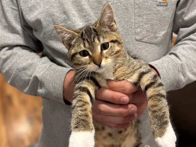 Moose - Domestic Short Hair