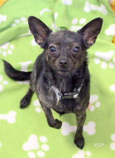 Galaxy - Chihuahua
