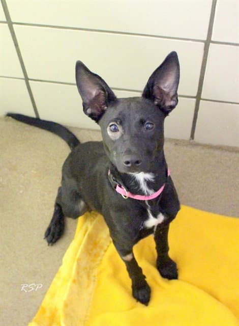 Freida - Pit Bull Terrier